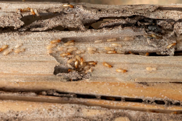  Rockford, IL Pest Control Pros