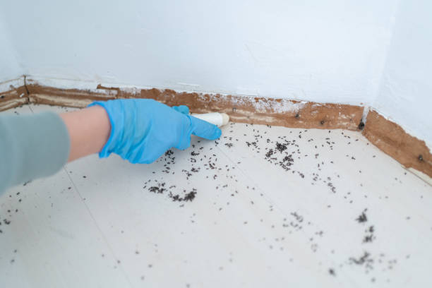Professional Pest Control in Rockford, IL